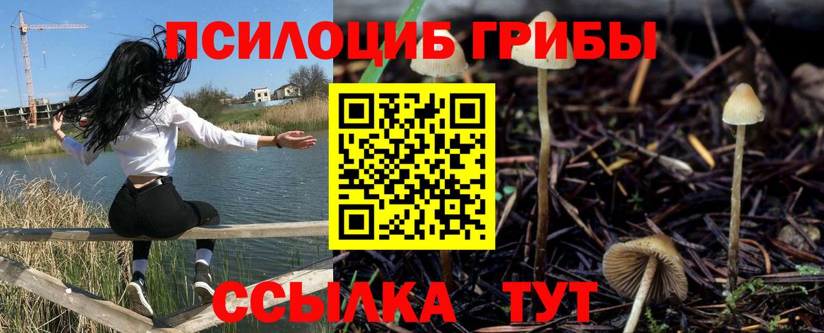 Выкса  Галлюциногенные грибы Cubensis  Вход с VPN 